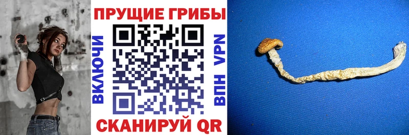 Галлюциногенные грибы Cubensis  магазин продажи наркотиков  Фёдоровский 
